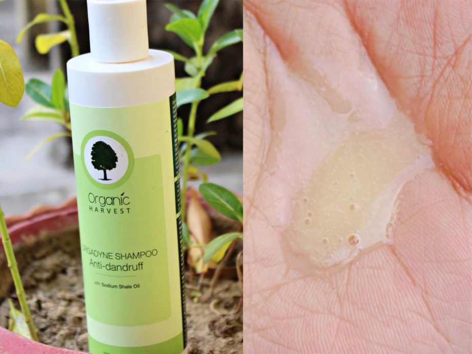 Organic Harvest Anti Dandruff Shampoo Review swatch